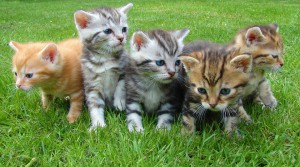 kittens-555822_960_720